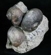 Gastropod, Brachiopod, Trilobite Association - Silurian #6026-1